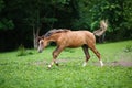 Running young foal Royalty Free Stock Photo