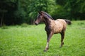 Running young foal Royalty Free Stock Photo