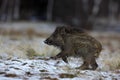 Running young Wild boar, Sus scrofa, in winter forest with snow