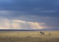 Running Zebra on the backdrop of colourful sky at Masai Mara, Africa, Kenya