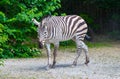 The running zebras in the Kyiv zoo in Ukraine