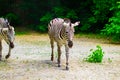 The running zebras in the Kyiv zoo in Ukraine