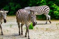 The running zebras in the Kyiv zoo in Ukraine