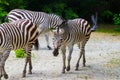 The running zebras in the Kyiv zoo in Ukraine