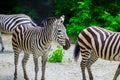 The running zebras in the Kyiv zoo in Ukraine
