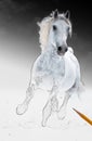 Runs white horse get living from arts scetch Royalty Free Stock Photo