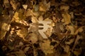 Rupee Currency Symbol on Autumn Leaves in Late evening Sun