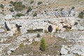 Rupestrian church. Matera. Basilicata. Italy. Royalty Free Stock Photo