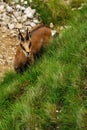 Rupicapra carpatica watching Royalty Free Stock Photo