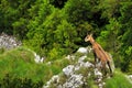 Rupicapra carpatica watching Royalty Free Stock Photo