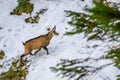 Rupicapra rupicapra, a goat-antelope specie, native to European mountains - Piatra Craiului mountains, Romania Royalty Free Stock Photo