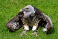 Ruppel's Griffon Vulture keeping cool Royalty Free Stock Photo