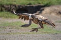 Ruppell griffon vulture extends claws to land Royalty Free Stock Photo