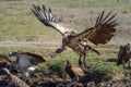 Ruppell griffon vulture flies from river bank Royalty Free Stock Photo