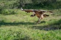 Ruppell griffon vulture glides towards grass clearing Royalty Free Stock Photo