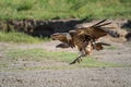 Ruppell griffon vulture glides towards stony ground Royalty Free Stock Photo