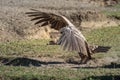 Ruppell griffon vulture landing with wings spread Royalty Free Stock Photo