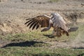 Ruppell griffon vulture spreads wings to land Royalty Free Stock Photo