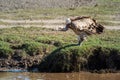 Ruppell griffon vulture stands looking over stream Royalty Free Stock Photo