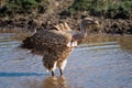 Ruppell griffon vulture stands in shallow stream Royalty Free Stock Photo