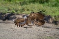 Ruppell griffon vulture stretches claws to land Royalty Free Stock Photo