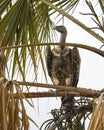 Ruppell`s Griffon Vulture in Acacia tree Royalty Free Stock Photo