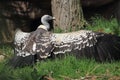 Ruppell's Griffon Vulture