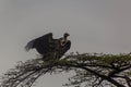 Ruppell's griffon vulture (Gyps rueppelli) on a tree in Omo valley, Ethiop Royalty Free Stock Photo