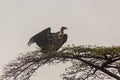 Ruppell's griffon vulture (Gyps rueppelli) on a tree in Omo valley, Ethiop Royalty Free Stock Photo