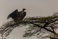 Ruppell's griffon vulture (Gyps rueppelli) on a tree in Omo valley, Ethiop Royalty Free Stock Photo