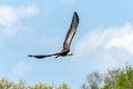 Ruppell`s griffon vulture Gyps rueppellii flying Royalty Free Stock Photo