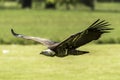 Ruppell`s griffon vulture Gyps rueppellii flying Royalty Free Stock Photo