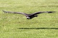 Ruppell`s griffon vulture Gyps rueppellii flying Royalty Free Stock Photo