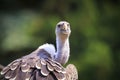 Ruppell`s griffon vulture Gyps rueppellii perched closeup portra Royalty Free Stock Photo