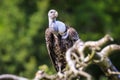 Ruppell`s griffon vulture Gyps rueppellii perched closeup portra Royalty Free Stock Photo