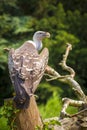 Ruppell`s griffon vulture Gyps rueppellii perched closeup portrait