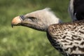 Ruppell`s griffon vulture Gyps rueppellii Royalty Free Stock Photo