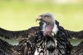 Ruppell`s griffon vulture Gyps rueppellii Royalty Free Stock Photo