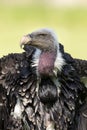 Ruppell`s griffon vulture Gyps rueppellii Royalty Free Stock Photo