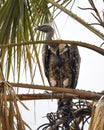 Ruppell`s Griffon Vulture sitting in Acacia tree Royalty Free Stock Photo