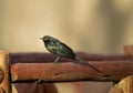 Ruppell`s starling also known as Rueppell`s glossy-starling, Lamprotornis purpuroptera, Masaimara Royalty Free Stock Photo