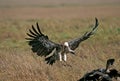 RUPPELL`S VULTURE gyps rueppellii, ADULT IN FLIGHT, LANDING, KENYA Royalty Free Stock Photo