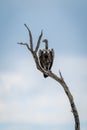 Ruppell vulture on dead branch turning head Royalty Free Stock Photo