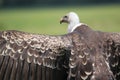 Ruppell vulture Royalty Free Stock Photo