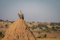 Ruppell vulture perches on giant termite mound Royalty Free Stock Photo