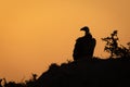 Ruppell vulture perches silhouetted on termite mound Royalty Free Stock Photo