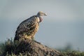 Ruppell vulture in profile on termite mound Royalty Free Stock Photo