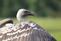 Ruppell vulture