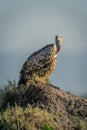 Ruppell vulture watches camera from termite mound Royalty Free Stock Photo