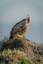 Ruppell vulture watching camera from termite mound Royalty Free Stock Photo